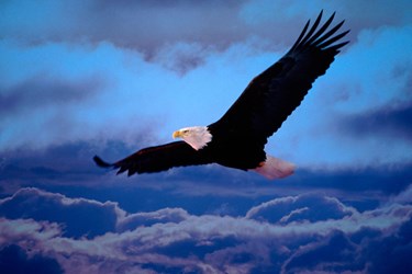 Con đại bàng của nhà vua